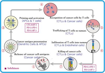 Frontiers | First-Line Immune-Checkpoint Inhibitors in Non-Small Cell